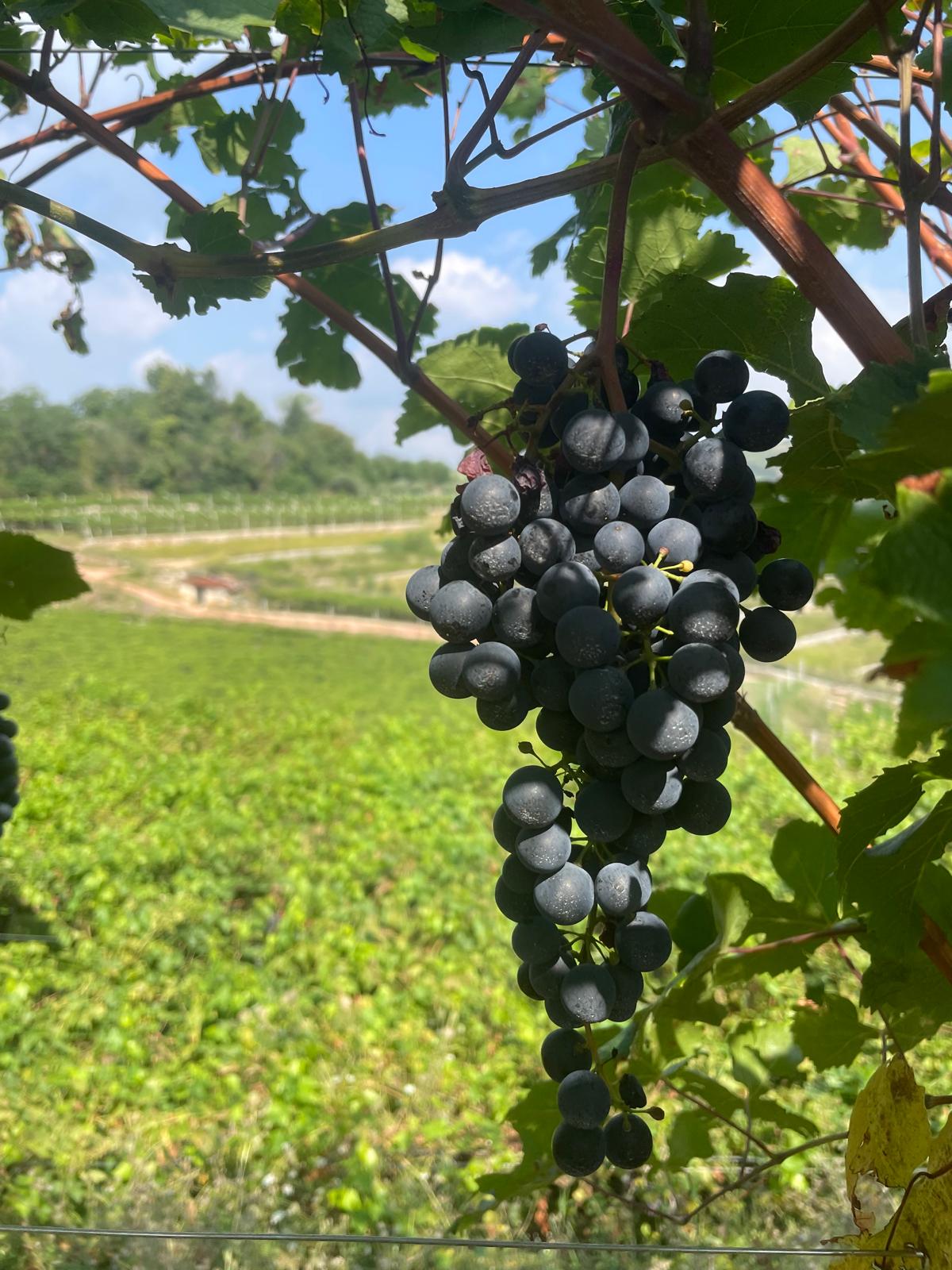Agricoltura sostenibile